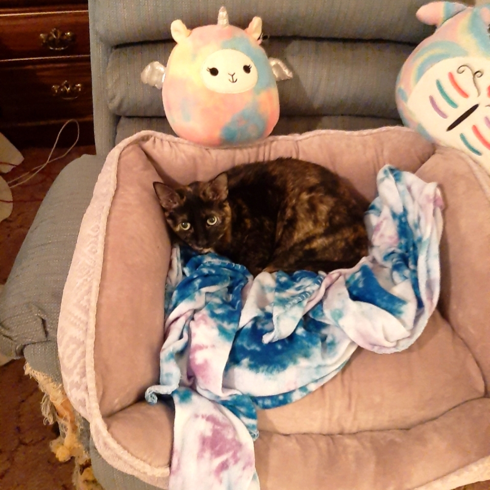 Meet your Posher, Katrina